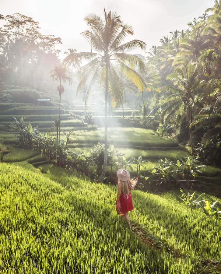 UBUD : Water Temples, Waterfalls, and Rice Terraces Tour - How the day really flows in Ubud (and why that matters)