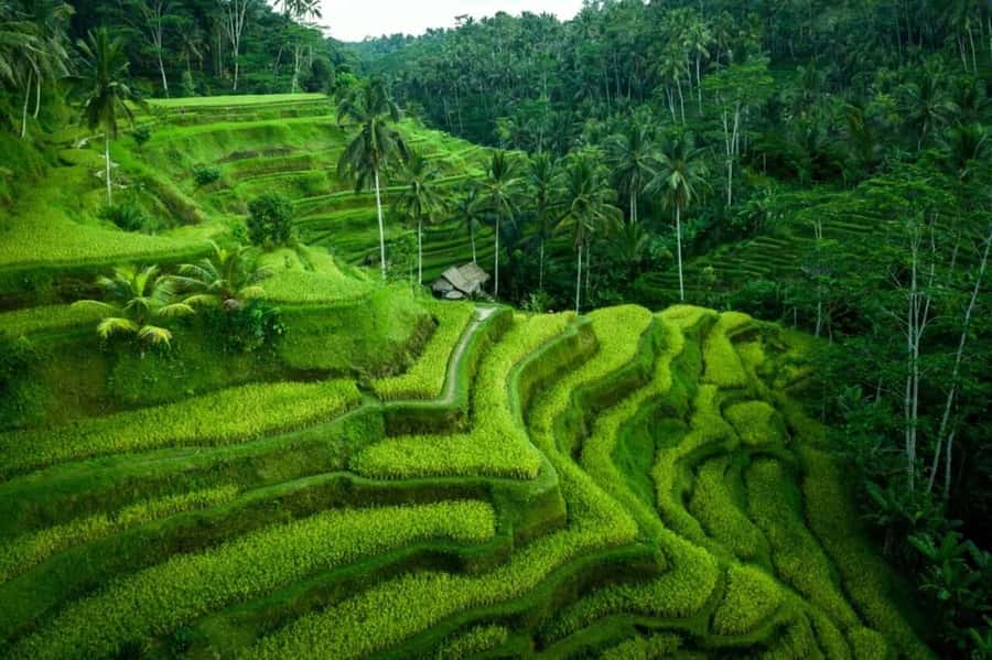 Ubud: Waterfall, Ricefield, Purification Ritual Private Tour - Tegenungan Waterfall: Steps, Mist, and When to Get Your Best Shots
