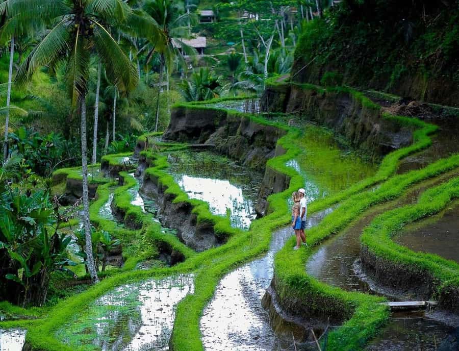 Ubud: Waterfall, Ricefield, Purification Ritual Private Tour - How Pickup Works (and What to Bring So You’re Not Rushed)