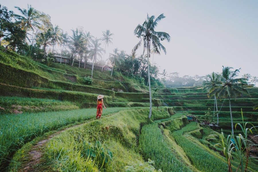 Ubud: Waterfall, Water Temple and Monkey forest Private Tour - Should You Book This Ubud Waterfall, Water Temple, and Monkey Forest Tour?