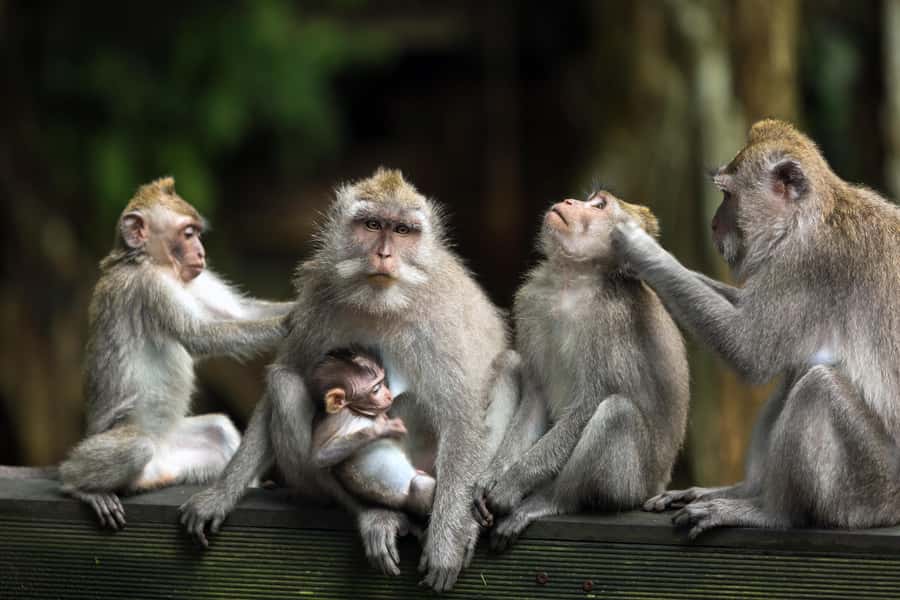 Ubud: Waterfall, Water Temple and Monkey forest Private Tour - Kanto Lampo Waterfall: Photo Stop to Jungle Refresh