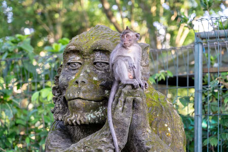 Ubud: Waterfall, Water Temple and Monkey forest Private Tour - Price and What You Get for About $35