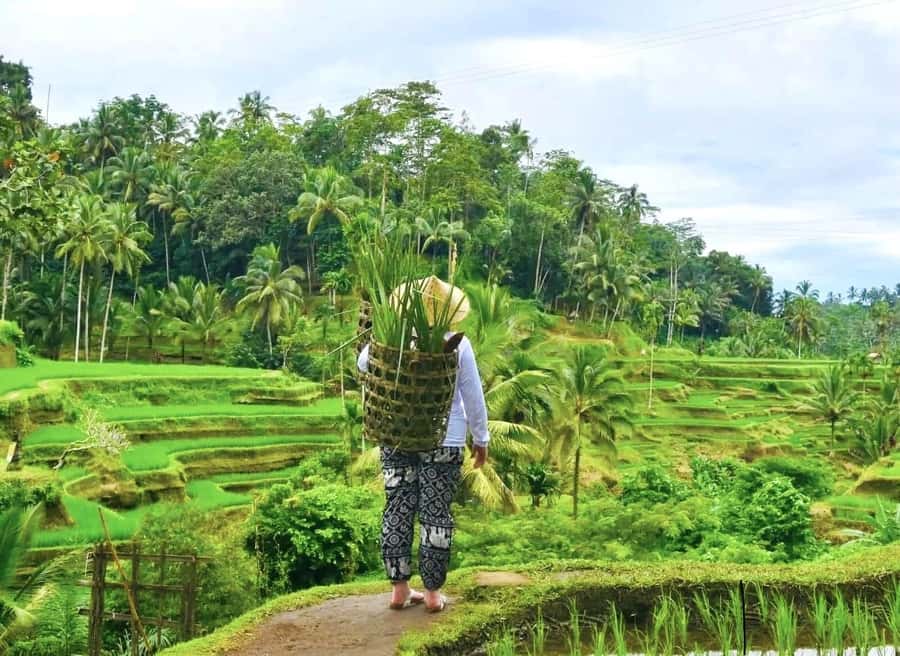 Ubud: Waterfalls, Sacred Monkey Forest & Rice Terraces Tour - Tegallalang rice terraces: where your photos turn into real views