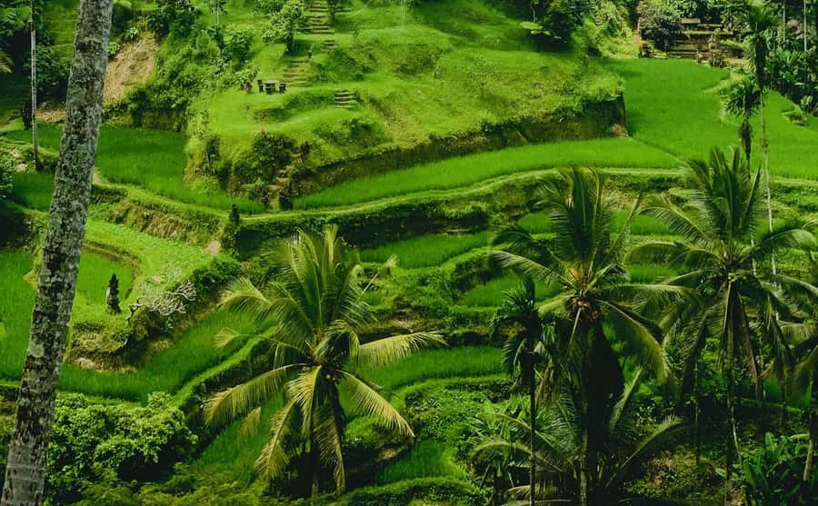 Ubud: Waterfalls, Sacred Monkey Forest & Rice Terraces Tour - Ulu Petanu waterfall: plan for spray, steps, and a swim