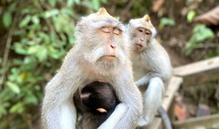 Ubud: Waterfalls, Sacred Monkey Forest & Rice Terraces Tour - Pickup and getting around: a real stress-saver
