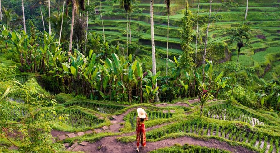 Ubud: Waterfalls, Temple & Rice Terraces Private Tour - A private day in Ubud: waterfalls, temples, and terraces