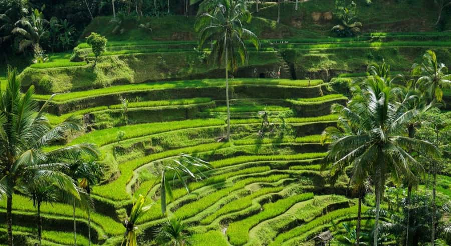 Ubud: Waterfalls, Temple & Rice Terraces Private Tour - What makes this tour good value at about $27 per person