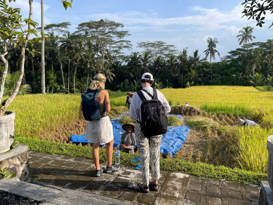 Ubud: Waterfalls, Water Temple & Rice Terraces Private Tour - What to Bring, Swim Notes, and Temple Etiquette