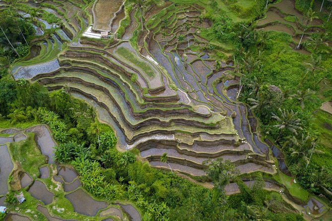 Ubud White Water Rafting, Rice Terrace and Jungle Swing - d’Alas Swing: how to enjoy the ride and still get the shots