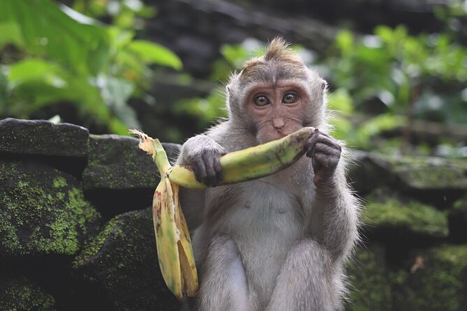 Ubud: White Water Rafting with visit Ubud Monkey Forest - Why the Ayung River Route Feels Worth It