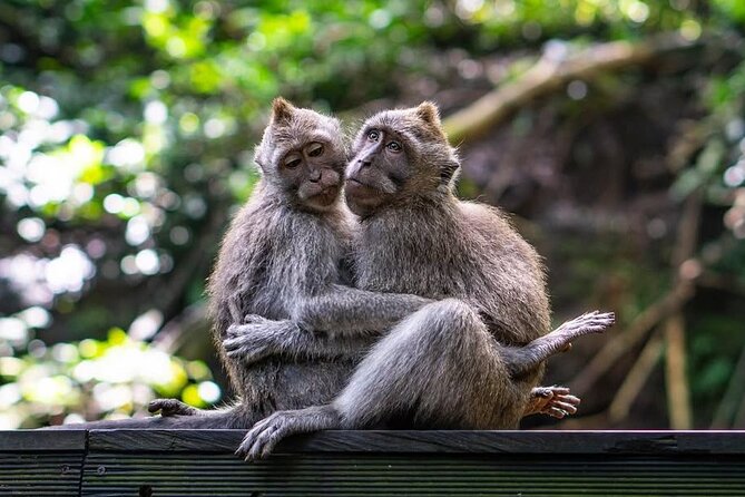 Ubud: White Water Rafting with visit Ubud Monkey Forest - Price and What You Actually Pay For at $57.44