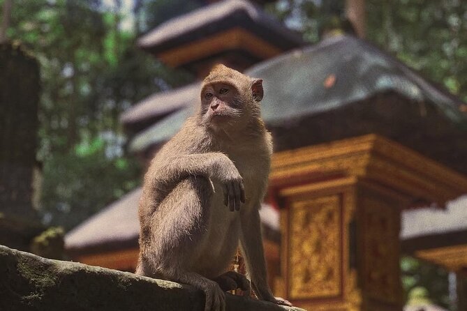 Ubud: White Water Rafting with visit Ubud Monkey Forest - Who This Ubud Combo Tour Suits Best