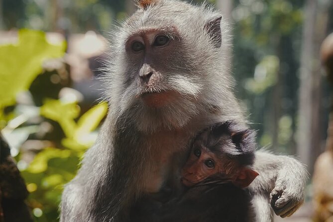 Ubud: White Water Rafting with visit Ubud Monkey Forest - Should You Book This Ubud Rafting + Monkey Forest Tour?