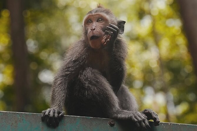 Ubud: White Water Rafting with visit Ubud Monkey Forest - Sangeh Monkey Forest in About 45 Minutes: Temples and Busy Little Characters
