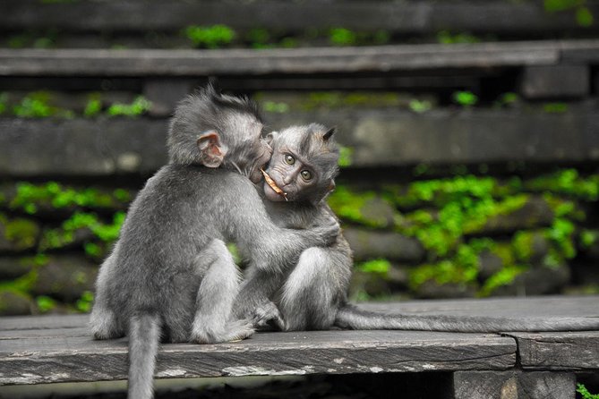 Utterly Ubud - Sacred Monkey Forest: close encounters, big personality