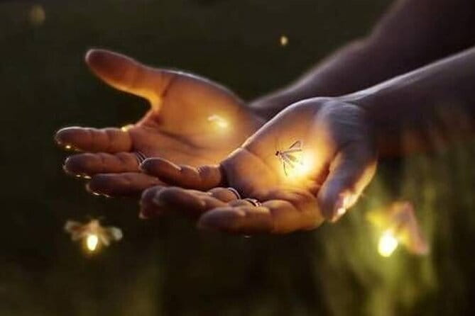 VIllage Firefly Night Tour - Ubud Bali - Key highlights worth knowing