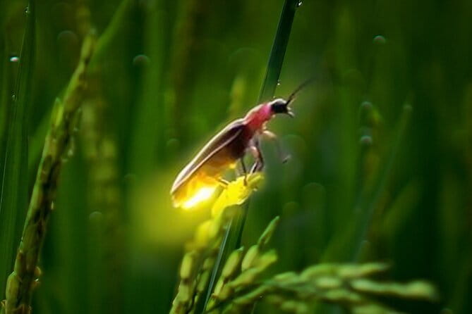VIllage Firefly Night Tour - Ubud Bali - Group Size, Pickup, and Timing: How Logistics Shape Your Experience