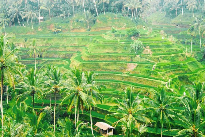 Volcano Jeep Adventure and Ubud Tour - Lunch and comfort basics: what’s included and how to plan