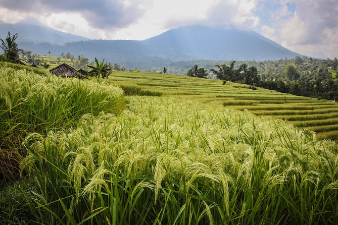 West Bali Tour: Taman Ayun, Ulun Danu Beratan, Jatiluwih Rice Terrace, Tanah Lot - Ulun Danu Bratan Temple: Lakeside Views in the Cooler Plateau Air