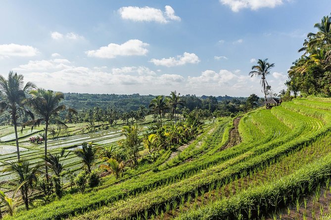 West Bali Tour: Taman Ayun, Ulun Danu Beratan, Jatiluwih Rice Terrace, Tanah Lot - Jatiluwih Rice Terraces: Peaceful Walking on Working Fields