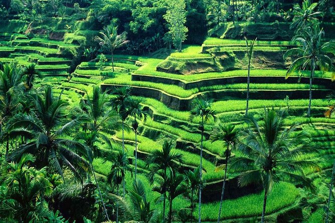 Wonderful Of Ubud Tours - Door-to-door transportation and an English-speaking driver