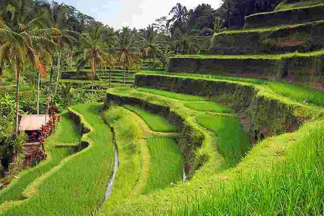 Wonderful Of Ubud Tours - Stop 2: Tegalalang Rice Terrace viewpoints in about an hour